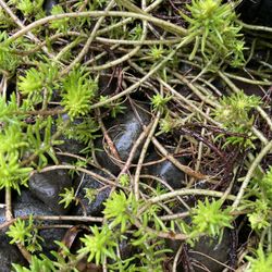Sedum Stonecrop - $2 ea.