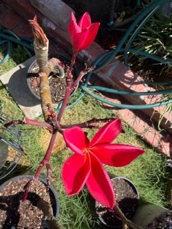 Plumeria frangipani rubra type, NOID