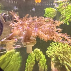 LARGE Love PINK Kenya Tree Frags