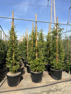 Ficus Natida 