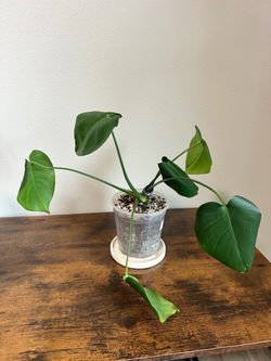 Monstera Deliciosa Live Plant Cutting