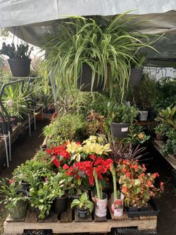 Great Christmas Gift Plants 