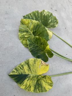 Alocasia Gageana Aurea Large Cutting Variegated Elephant Ear Plant