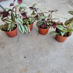Wandering jew  plant