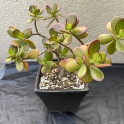 Jade Plant