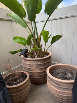Terracotta Planter (x3) with Bird of Paradise plant