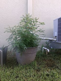 25 inches curry plant