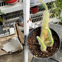 Monkey tail succulent