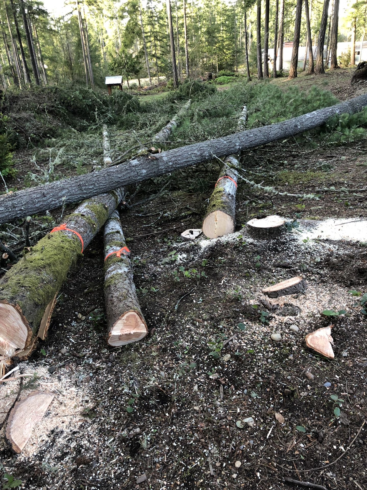 Free firewood 20 cords for Sale in Port Orchard, WA OfferUp