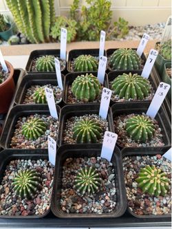 Flowering Cactus