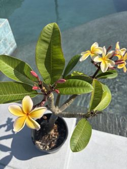 Plumeria