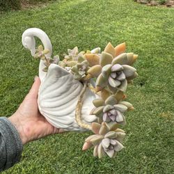 Swan Pot with Graptoveria Paraguayense
