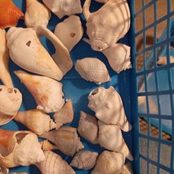 Sea shells