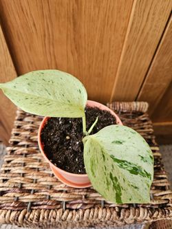 Potho "Marble Queen" (Peach pot-B)