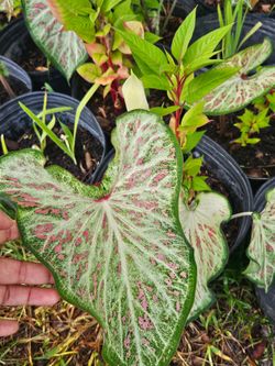 Caladium  multiple colors
