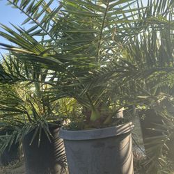 Canary Date Palms