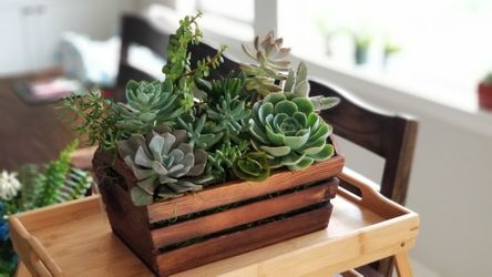 Large home decor live succulents