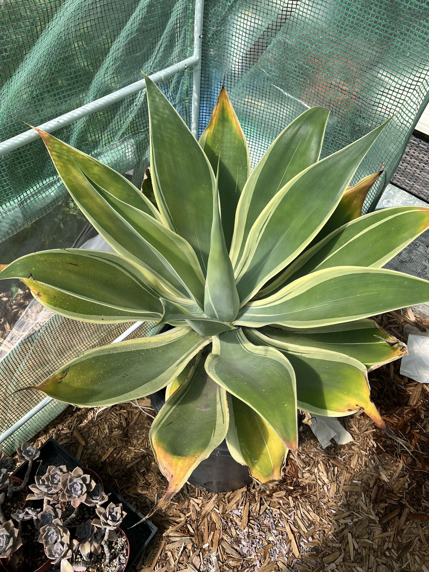 Variegated Foxtail Agave