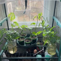 Monstara, Swiss Cheese Plant