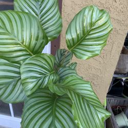 Calathea Orbufolia Plants