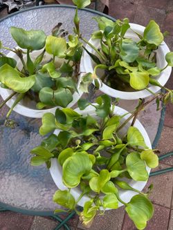 Water plants