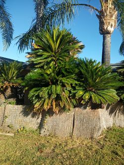 Large Sego Plants, 4 Head, Very Tall