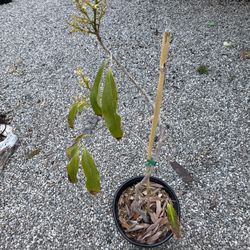 Sweetheart Lychee With Flowers 