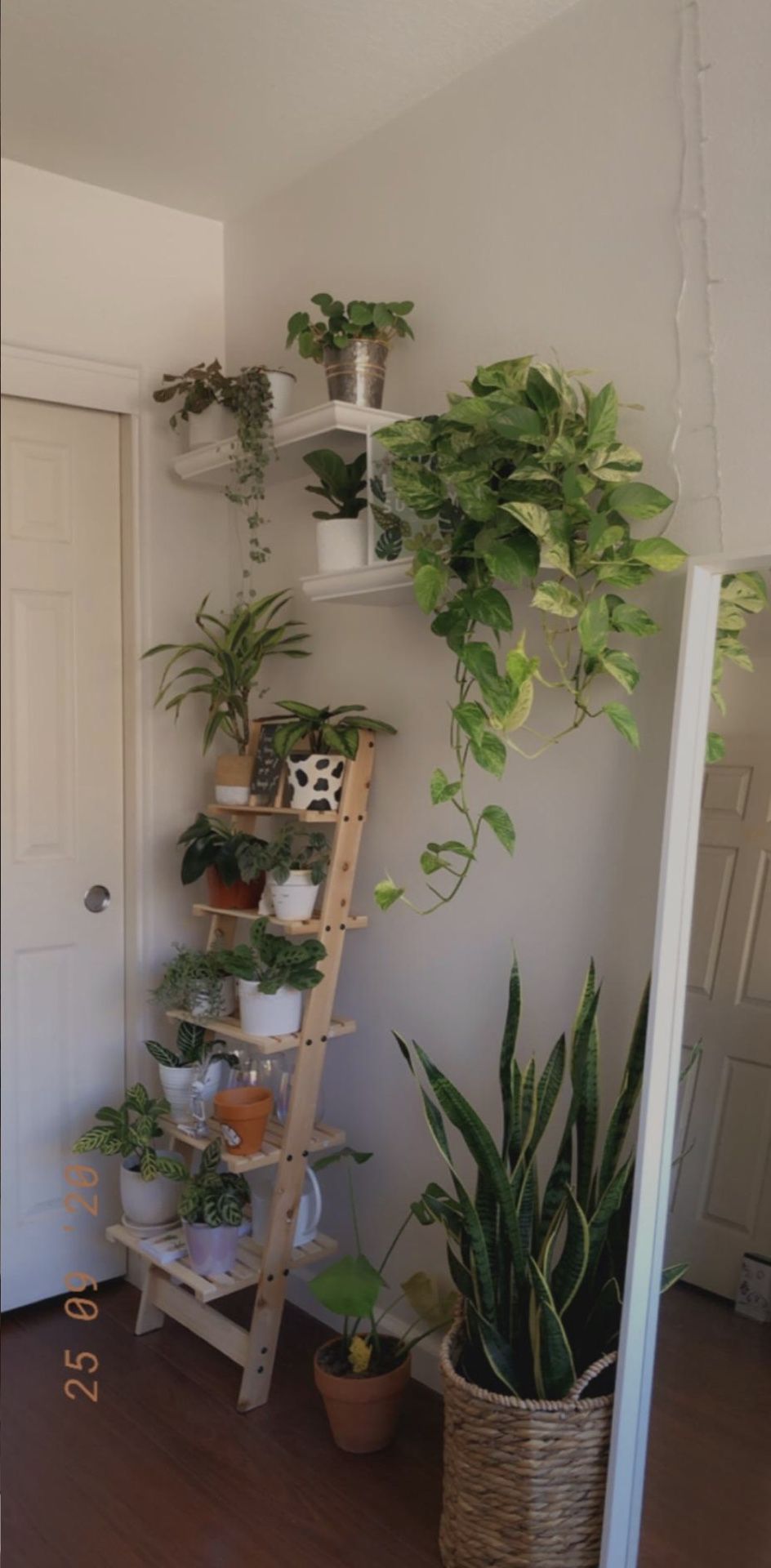 ladder shelf