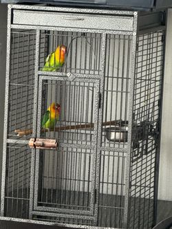 Cage Bird