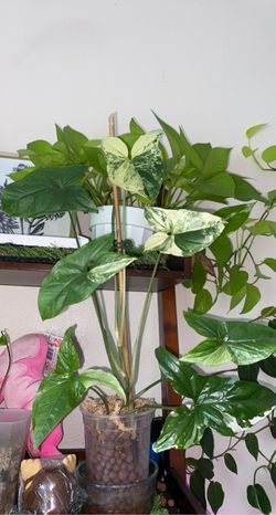 Big 8 Leaf Syngonium Albo Grown In Leca