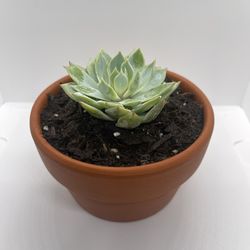 Adopt a Succulent – Premium Terracotta Pot