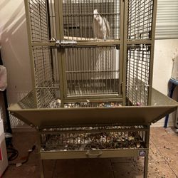 Bird Cage 