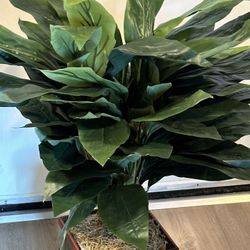 Nearly Natural Cordyline with Decorative Vase...