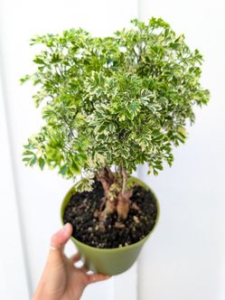 Aralia Ming Gold Stump Plant 6" Pot - Indoor House Plants