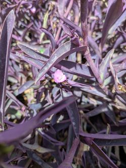 Purple Hearts 5 And 1 Gallon