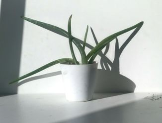Aloe Vera Plant/ Indoor Plant/ House Plant Succulent Cactus  Flower Patio Garden
