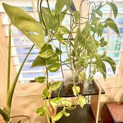 Golden Pothos