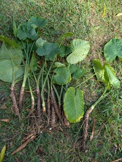 Plant