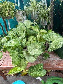 Plants indoors