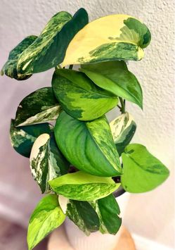 Rare Scindapsus Jade Satin