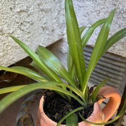 Planta