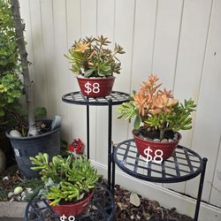 Fresh succulent arrangements
