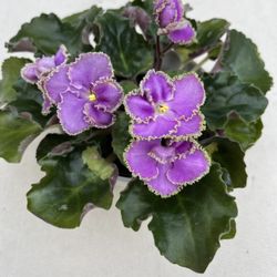 African Violet Optimara EverFloris. Sammamish, Beaver Lake