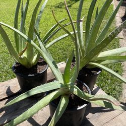 Sábila / Aloe Vera ( Aloe barbadensis 'miller')🪴 (1gl)
