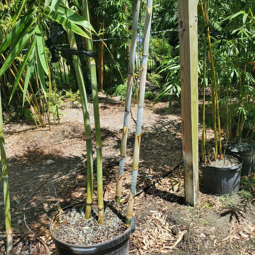 Blue Chungii Timber Bamboo