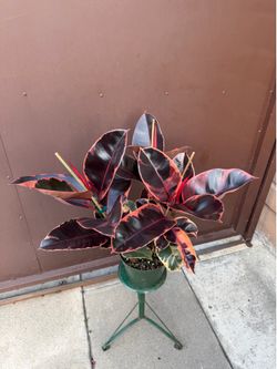 8” pink ruby rubber plant