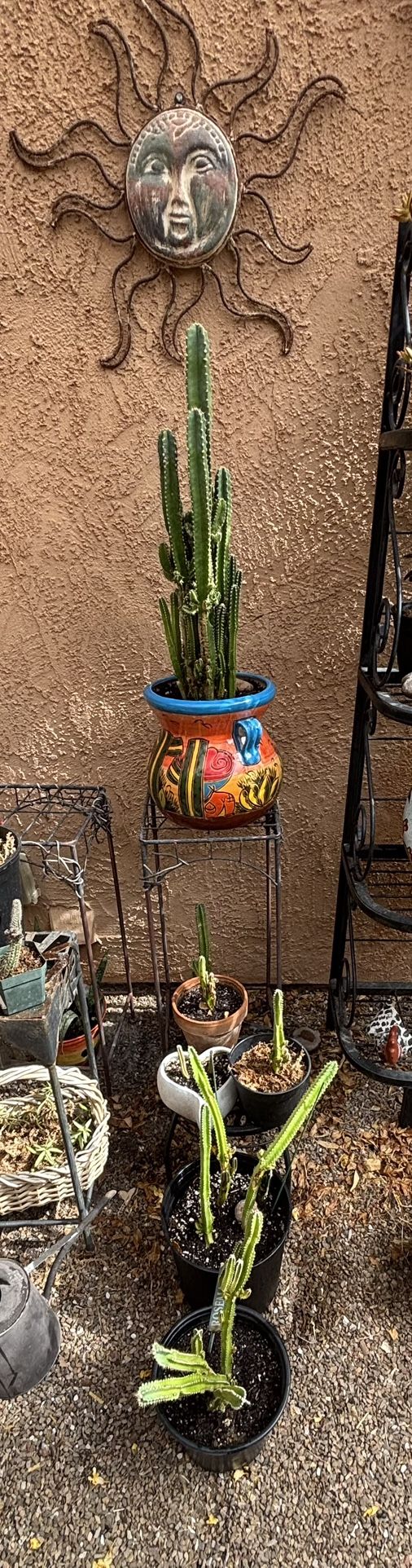 Castle Cactus Offspring