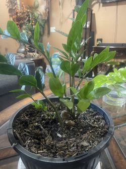 The Zz Plant / Indoor Plant 