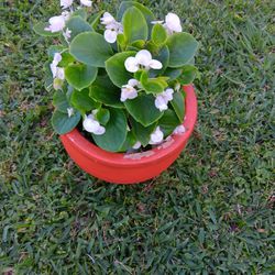 Begonia Plant 🪴 