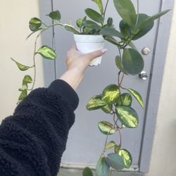 Hoya Lisa Trailing House Plant 4” Pot